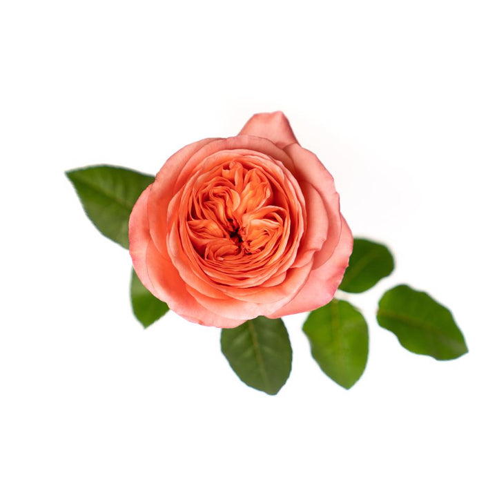 Pink Expression - 25 stem bunch