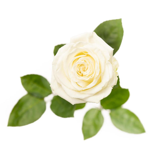 Playa Blanca - 25 stem bunch