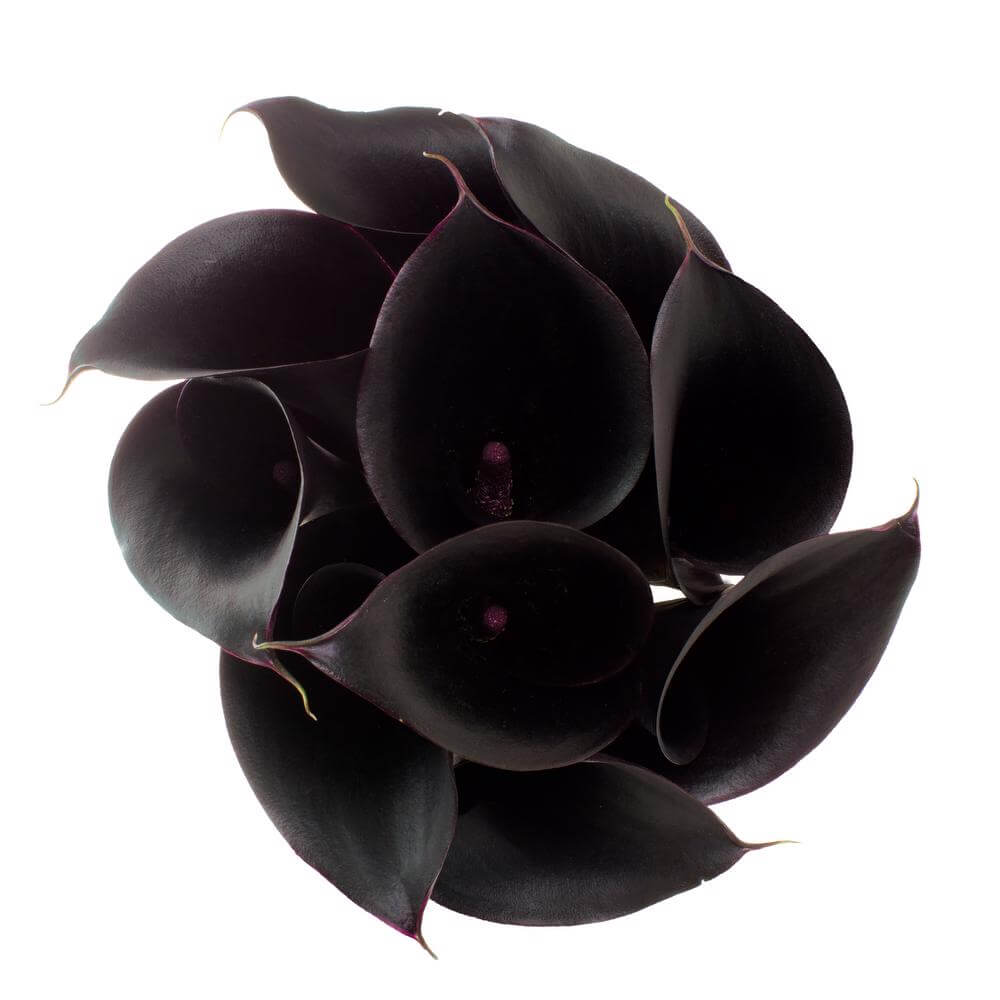Mini Calla Lilies Black - 10 stem bunch