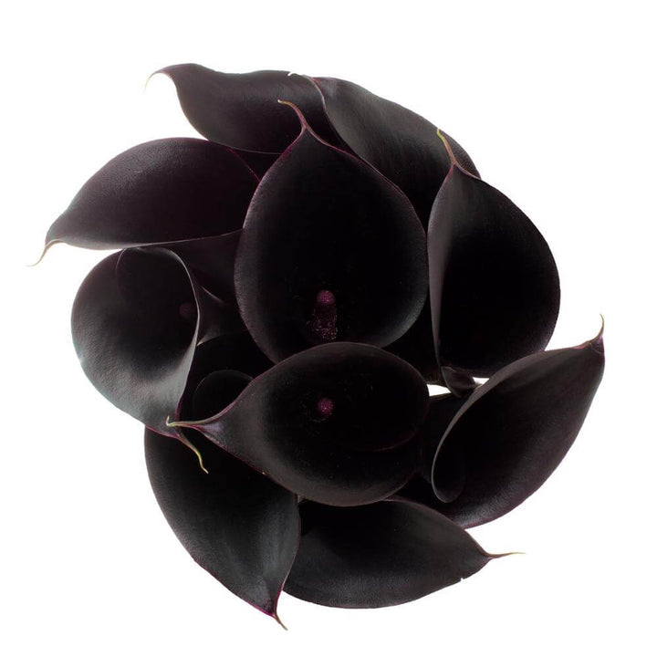 Mini Calla Lilies Black - 10 stem bunch
