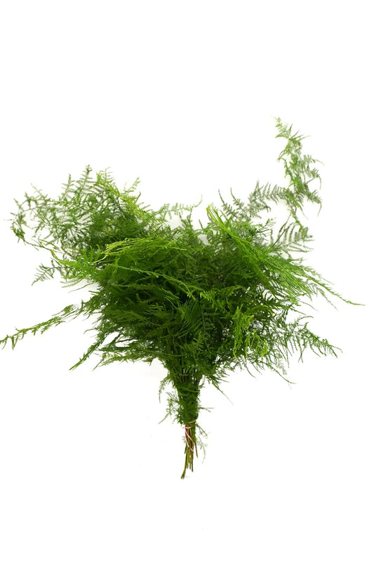 Plumosa - 10 stem bunch