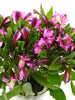 Alstroemeria Purple - 10 stem bunch