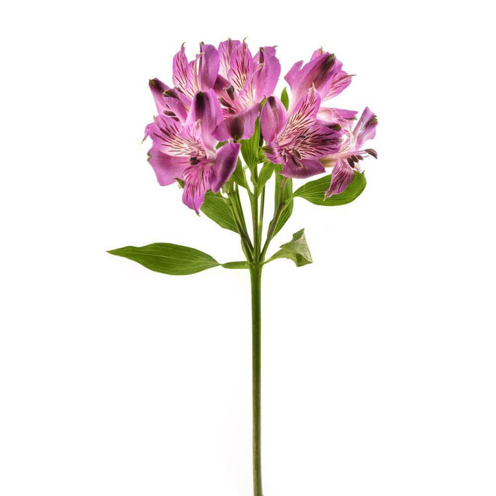 Alstroemeria Purple - 10 stem bunch