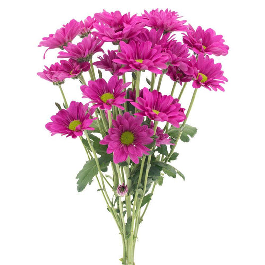 Purple Daisy Pom - 7 stem bunch