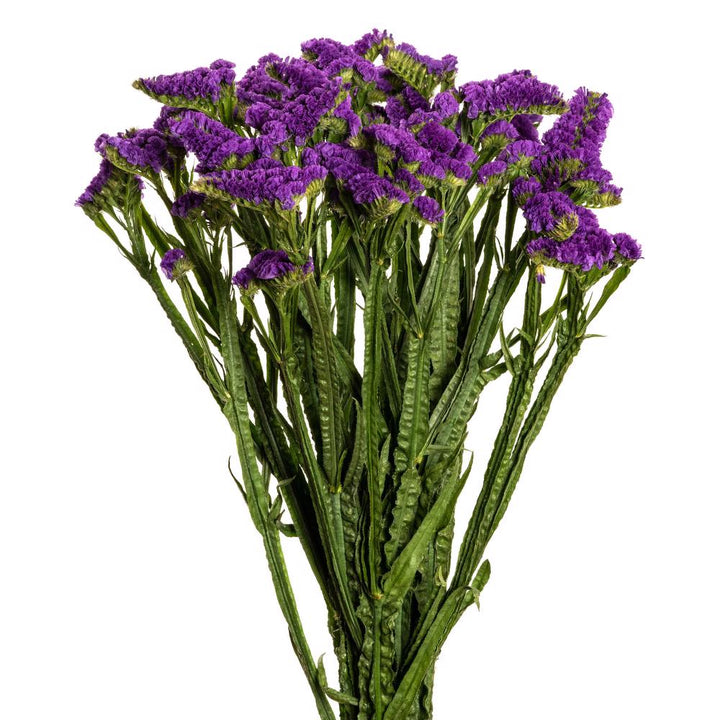Statice Purple - 10 stem bunch