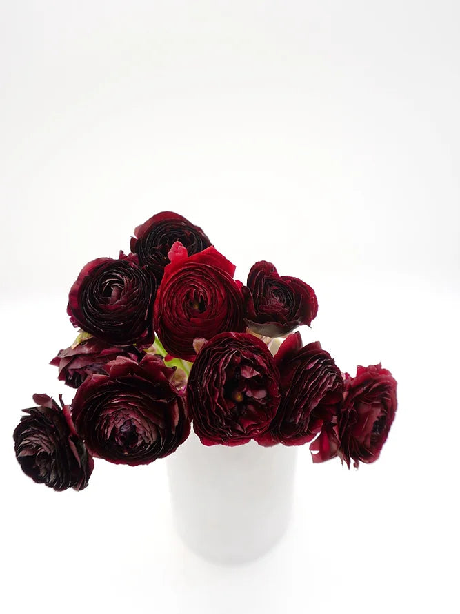 Ranunculus Burgundy - 10 stem bunch