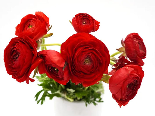 Ranunculus Red - 10 stem bunch