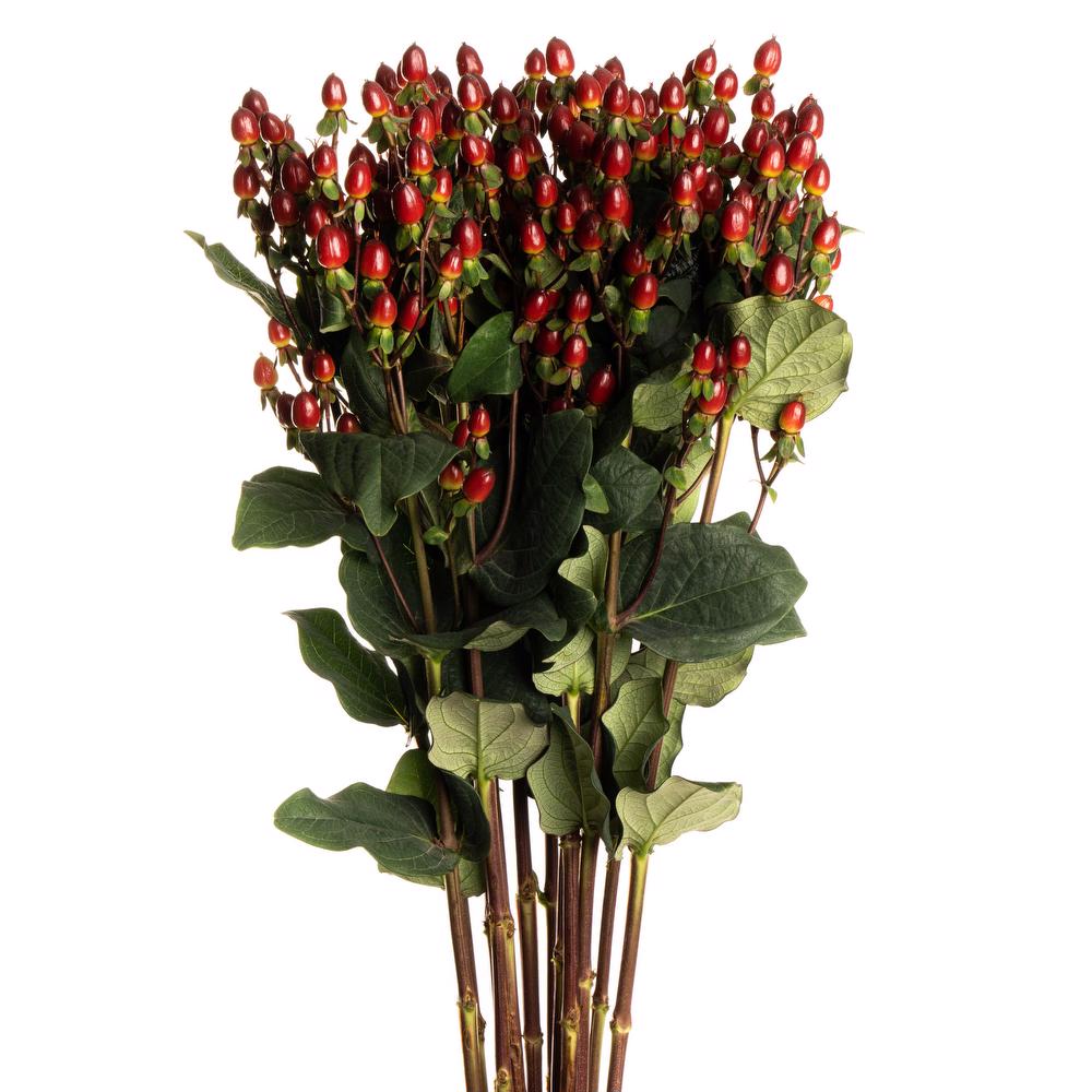 Hypericum Red- 10 stem bunch