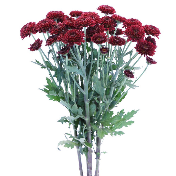 Red Button Pom - 7 stem bunch
