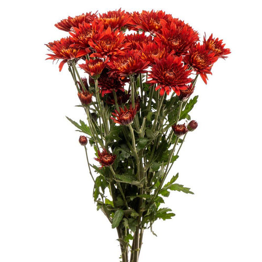 Red Cushion Pom - 7 stem bunch