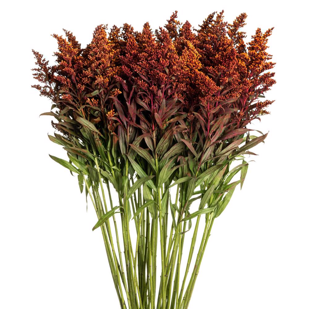 Solidago Fall - 10 stem bunch