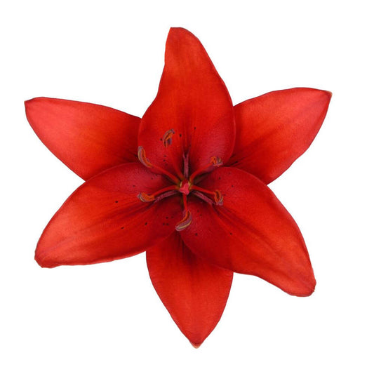 Hybrid Lilly Red - 10 stem bunch