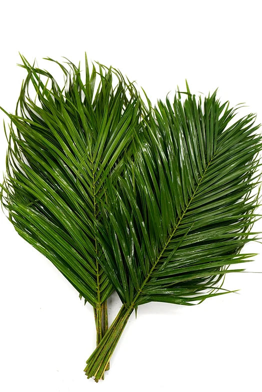 Robellini - 10 stem bunch