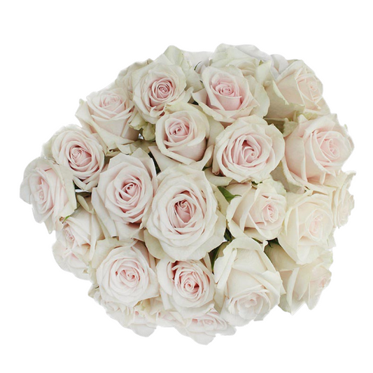 Royal Porcelina - 10 stem bunch