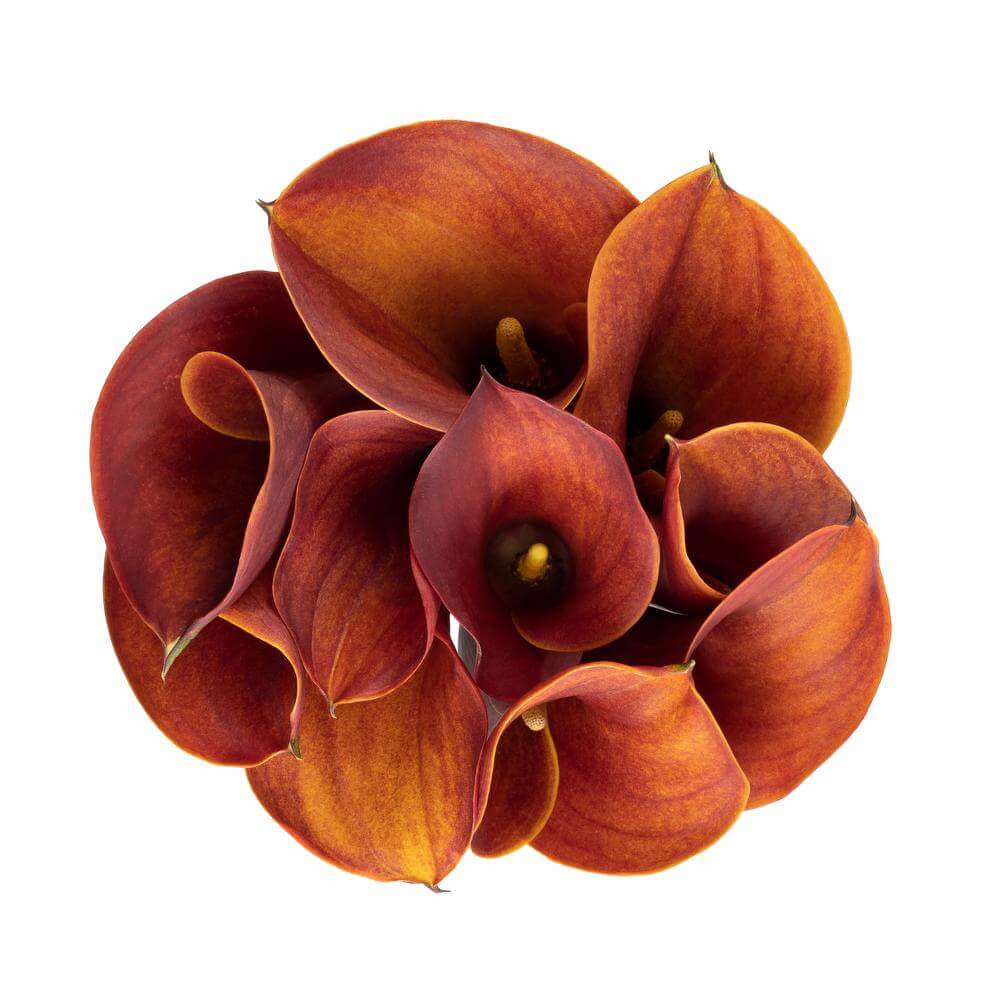 Mini Calla Lillies Rust - 10 stem bunch