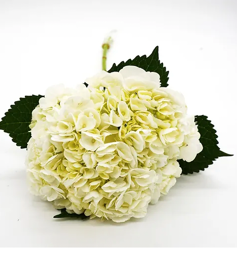Hydrangea- Premium White- 5 stem bunch
