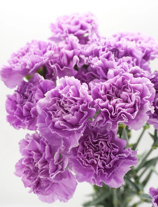 Moon Carnation Moonlite - 20 stem bunch