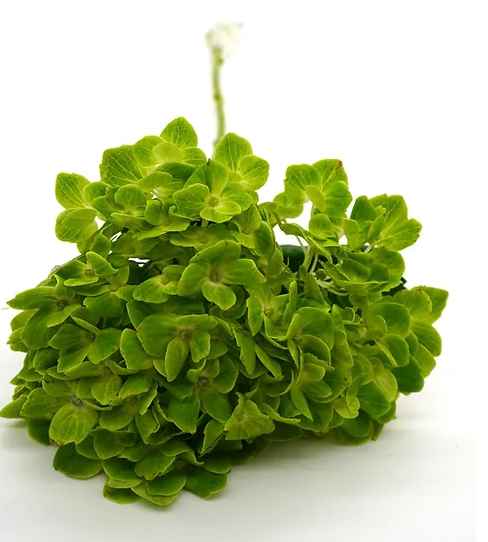 Hydrangea - Shamrock - 5 stem bunch