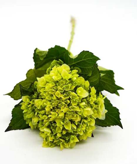 Hydrangea - Mini Green - 5 stem bunch