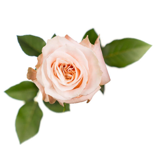 Shimmer - 25 stem bunch