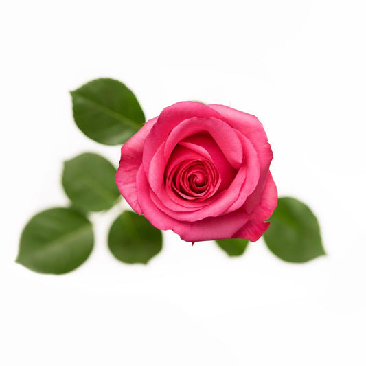 Showtime Stiletto - 25 stem bunch