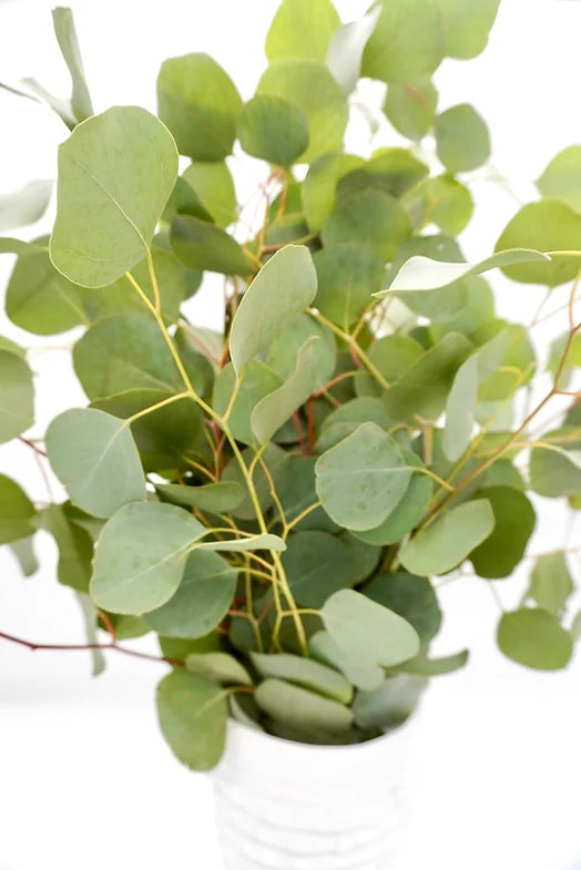 Silver Dollar Eucalyptus - 10 stem bunch