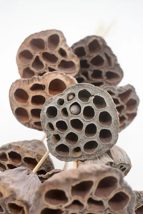 Small Natural Lotus Pods