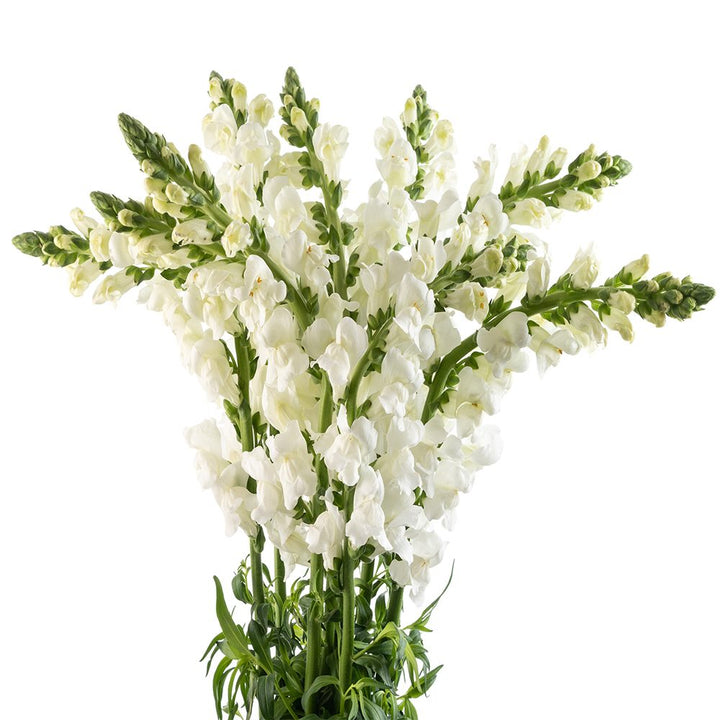 Snapdragon White - 10 stem bunch