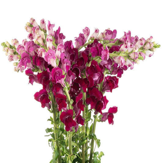 Snapdragon Purple - 10 stem bunch