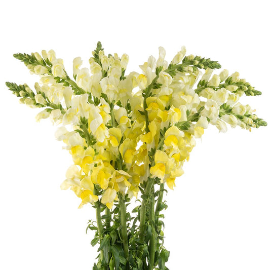 Snapdragon Yellow - 10 stem bunch