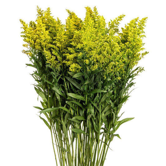 Solidago - 10 stem bunch