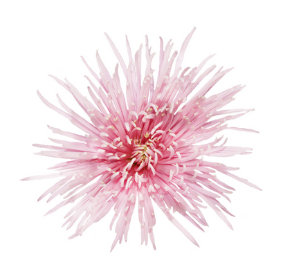 Spider Pink - 10 stem bunch