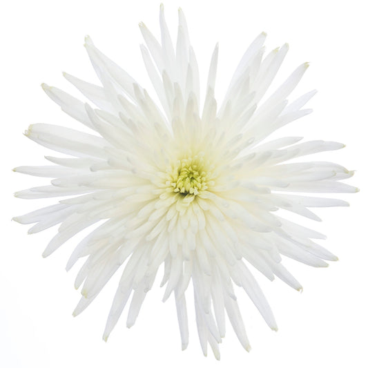 Spider White - 10 stem bunch