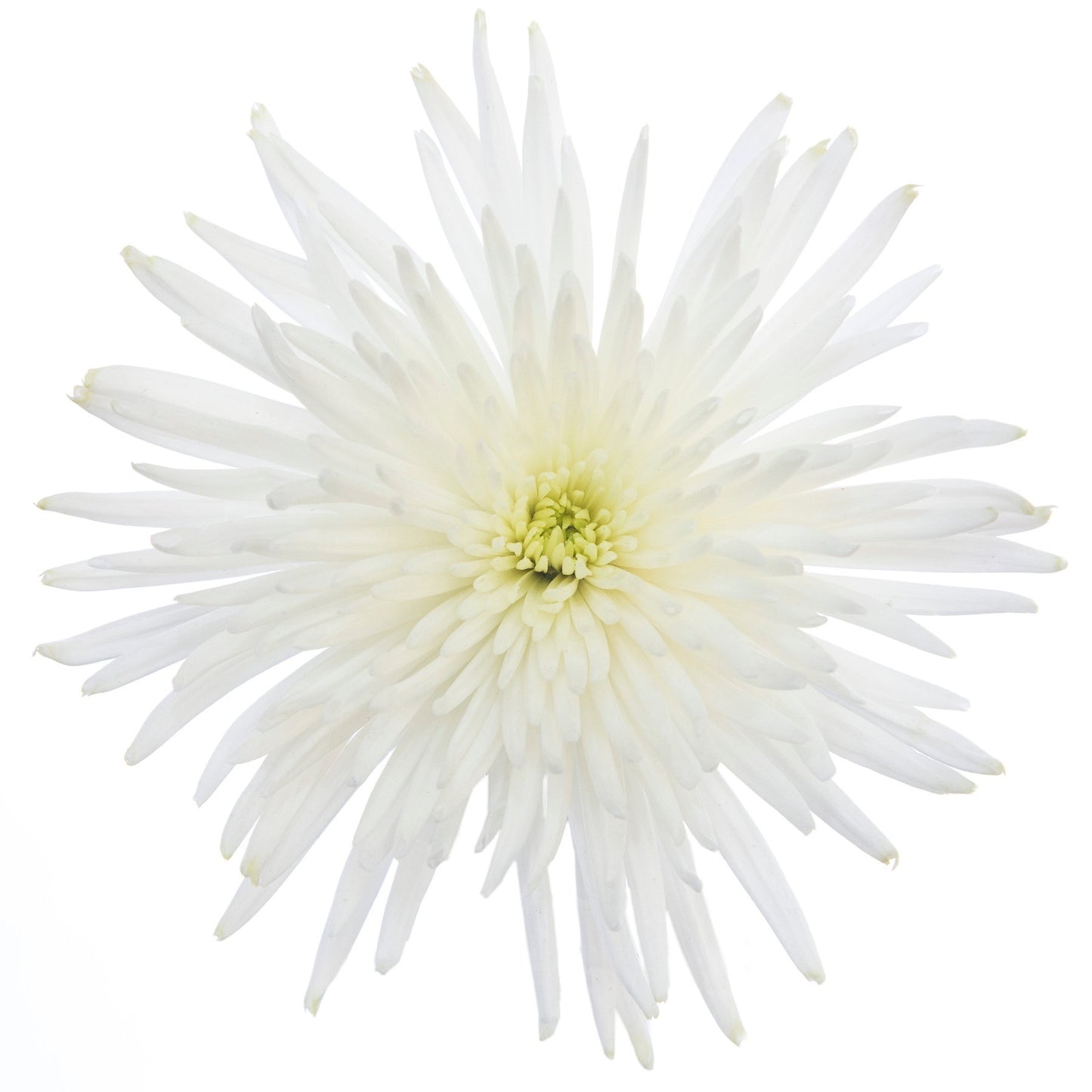 Spider White - 10 stem bunch
