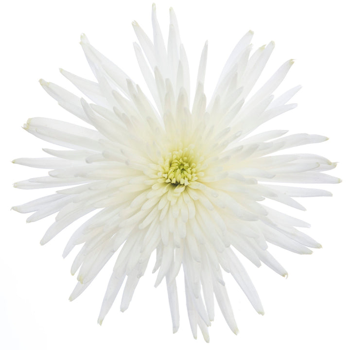 Spider White - 10 stem bunch