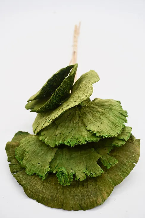 Sponge Mushroom - Aloe