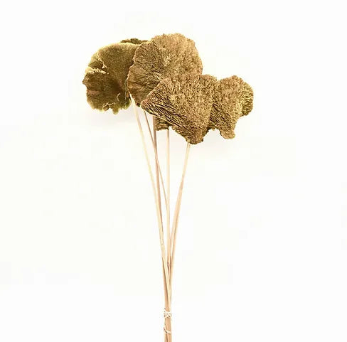 Sponge Mushroom - Moss