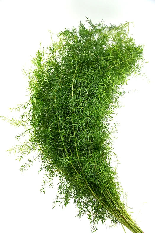 Springeri - 10 stem bunch