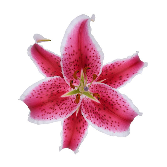 Oriental Lilly Star fighter - 10 stem bunch