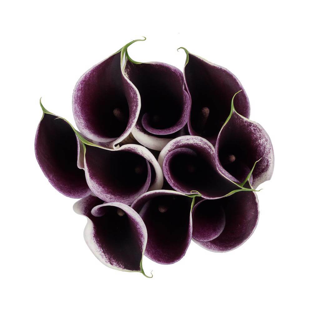 Calla Lillies Plum