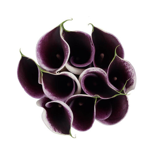 Calla Lillies Plum - 10 stem bunch