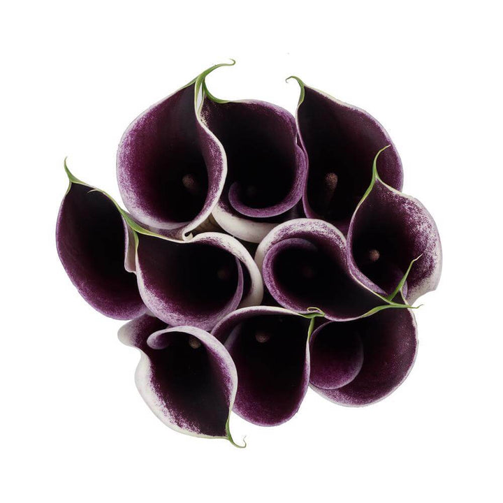 Mini Calla Lillies Plum - 10 stem bunch