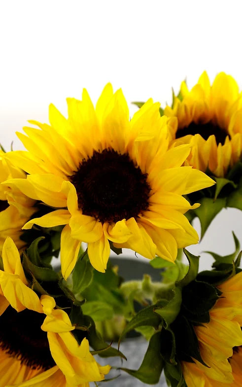 Sunflowers - 5 stem bunch