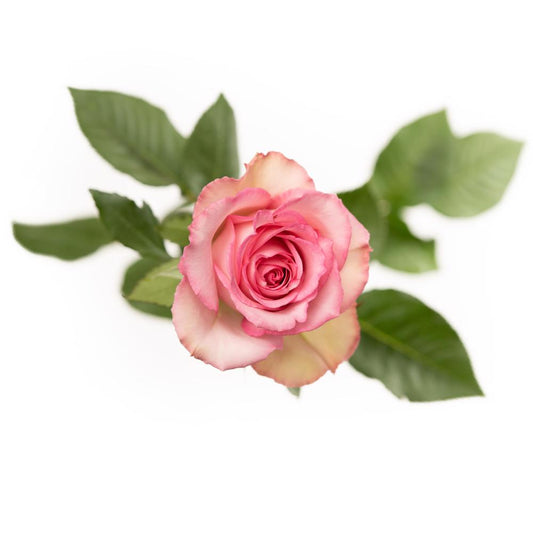 Sweet Unique - 25 stem bunch