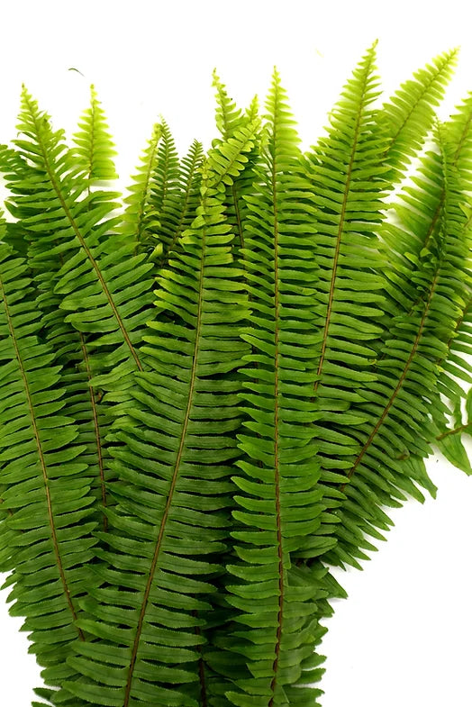 Sword Fern - 10 stem bunch