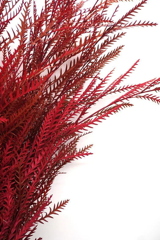 Tinted Grivillea - 10 stem bunch