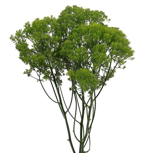 Trachelium Green - 10 stem bunch