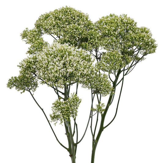 Trachelium White - 10 stem bunch
