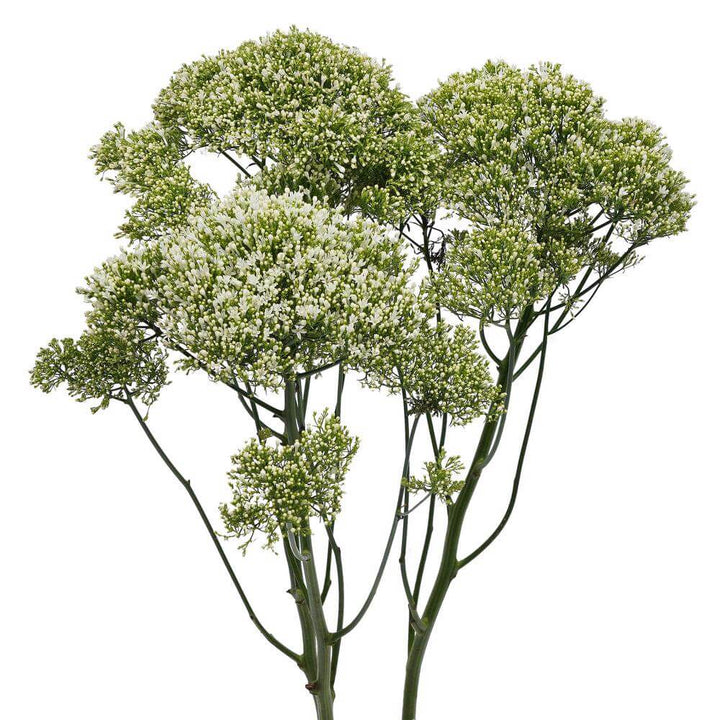 Trachelium White - 10 stem bunch