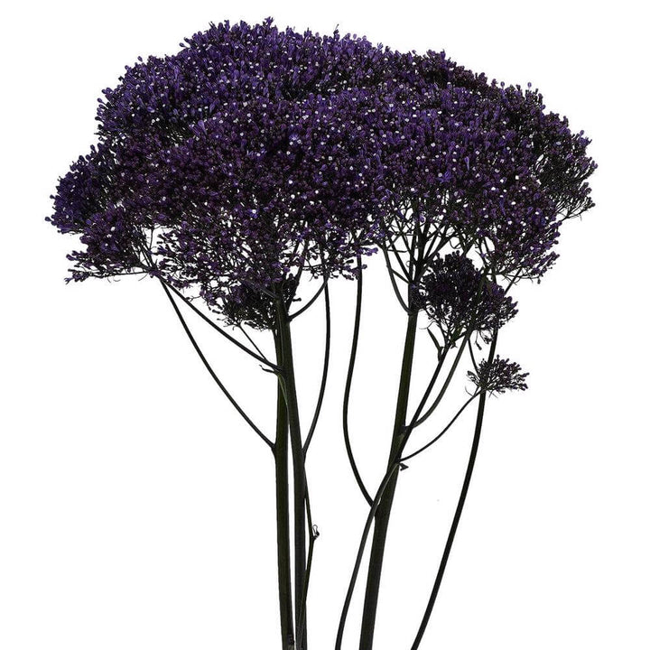 Trachelium Purple - 10 stem bunch